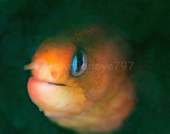 Gymnothorax melatremus