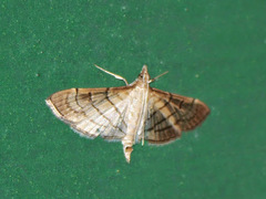 Pyraloidea
