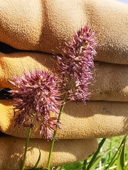 Calamagrostis sesquiflora