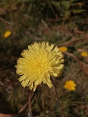 Pilosella pseudopilosella