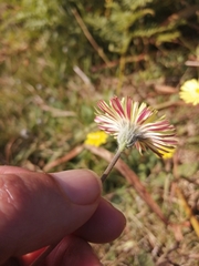 Pilosella pseudopilosella