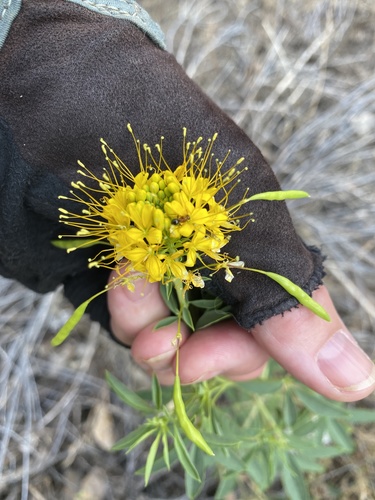 yellow spiderflower (Cleome lutea)