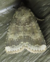 Abagrotis variata