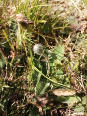 Pilosella pseudopilosella