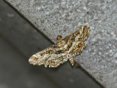 Lepidoptera