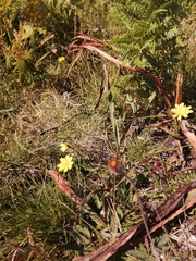 Pilosella pseudopilosella