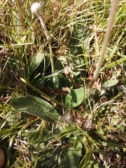 Pilosella pseudopilosella