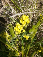 Oxytropis maydelliana