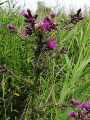 Cirsium palustre
