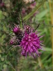 Cirsium palustre
