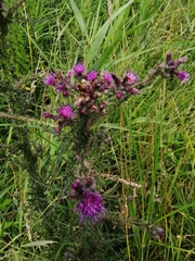 Cirsium palustre