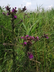 Cirsium palustre