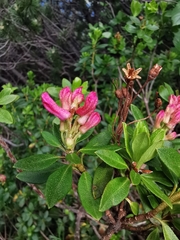 Rhododendron × intermedium