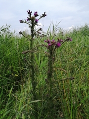 Cirsium palustre