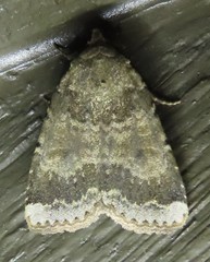 Abagrotis variata