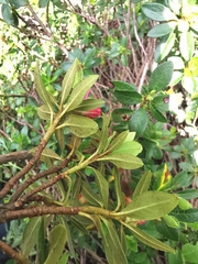 Rhododendron × intermedium