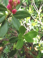 Rhododendron × intermedium