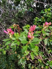 Rhododendron × intermedium
