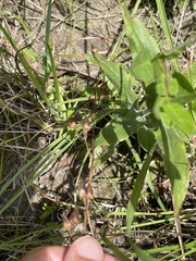 Penstemon laxiflorus