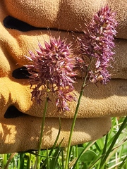 Calamagrostis sesquiflora