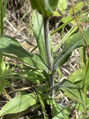 Penstemon laxiflorus