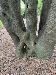 Magnoliopsida