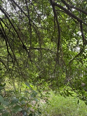 Magnoliopsida