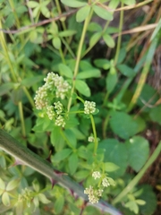 Galium broterianum