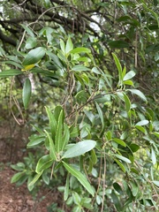 Magnoliopsida