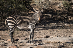 Equus zebra zebra