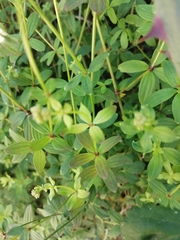 Galium broterianum