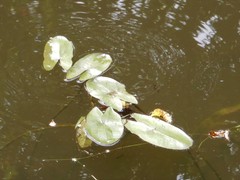 Sagittaria sagittifolia
