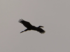 Anastomus lamelligerus