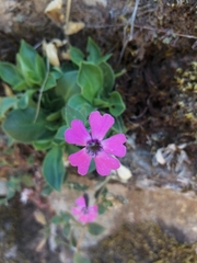 Silene acutifolia