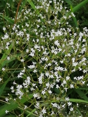 Valeriana officinalis