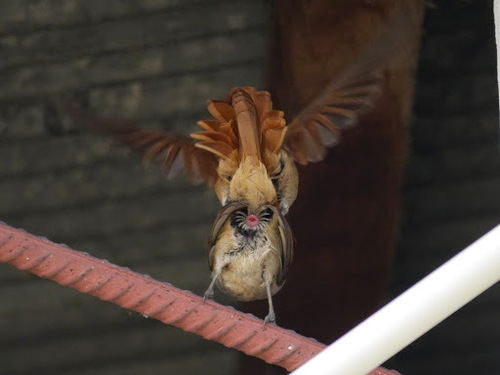Rufous-tailed Palm Thrush (Cichladusa ruficauda), photo 8