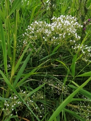 Valeriana officinalis