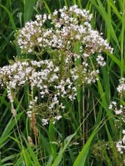 Valeriana officinalis