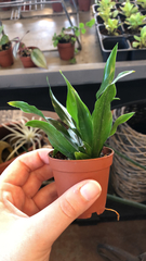 Dracaena fragrans compacta