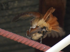 Cichladusa ruficauda