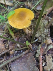 Cantharellus appalachiensis