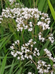 Valeriana officinalis