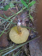 Cantharellus appalachiensis