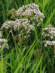 Valeriana officinalis