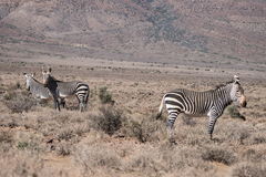 Equus zebra zebra