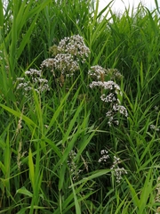 Valeriana officinalis