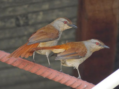 Cichladusa ruficauda