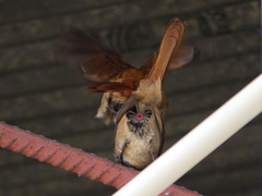 Cichladusa ruficauda