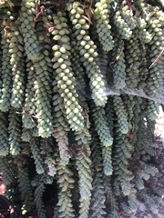 Sedum burrito