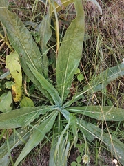 Echium lusitanicum